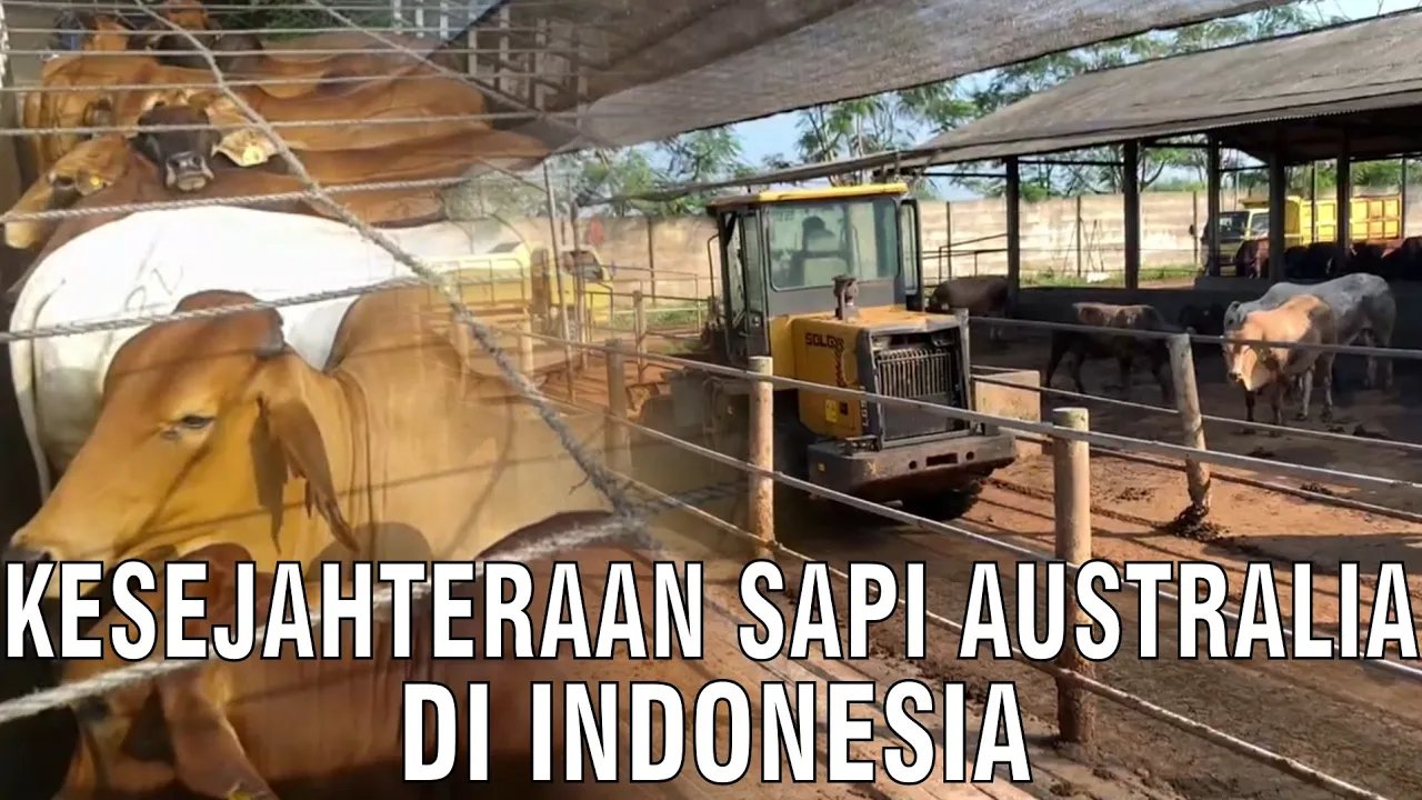 
                                 Kesejahteraan-Sapi-Australia-Di-Indonesia
